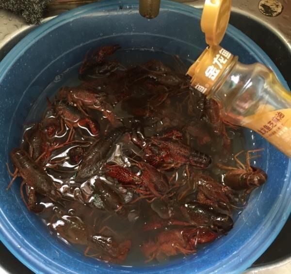 金龍魚可以喂小龍蝦嗎 龍魚百科