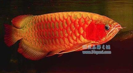 500萬(wàn)龍魚