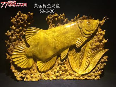 黃金金龍魚(yú)多少錢(qián)一條