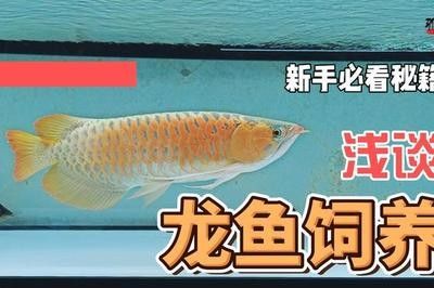 龍魚的飼養(yǎng)溫度和注意事項(xiàng)有哪些