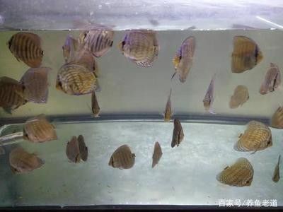 龍魚的溫度是多少合適養(yǎng)殖 龍魚百科