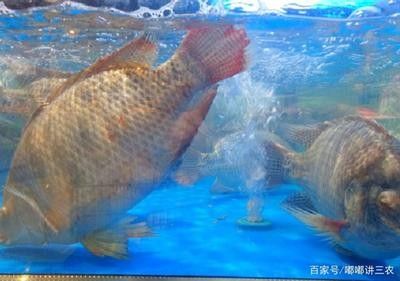 龍魚(yú)的溫度是多少合適養(yǎng) 龍魚(yú)百科