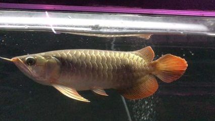 25公分紅龍魚 龍魚百科