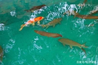 錦鯉能不能和龍魚混養(yǎng) 龍魚百科