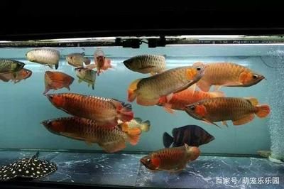 龍魚(yú)側(cè)身游怎么辦