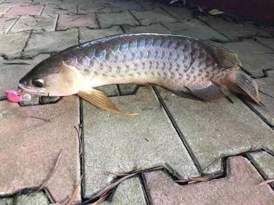 龍魚吃鯉魚嗎會死嗎為什么不吃 龍魚百科