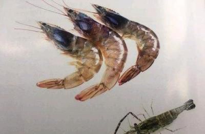 龍魚吃蝦 龍魚百科