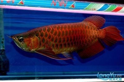 龍魚(yú)的選擇和鑒賞方法是什么 龍魚(yú)百科