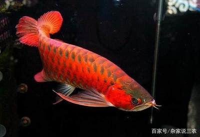 45公分的紅龍魚(yú)能養(yǎng)嗎有毒嗎 龍魚(yú)百科