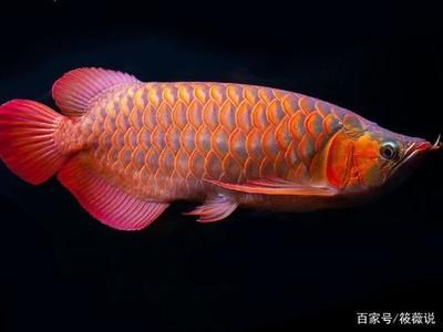 紅龍魚最貴的品種排名榜 龍魚百科