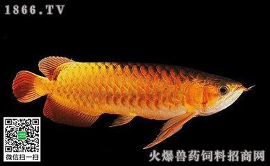 觀賞性金龍魚(yú)