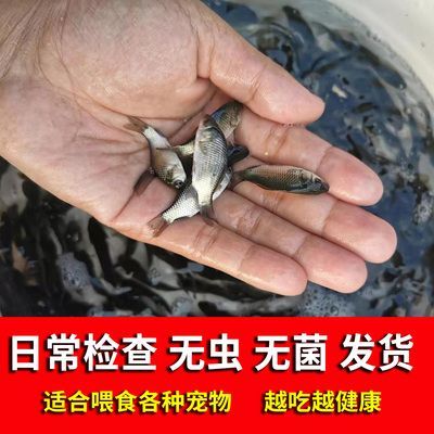 龍魚吃哪種小魚好養(yǎng)殖 龍魚百科