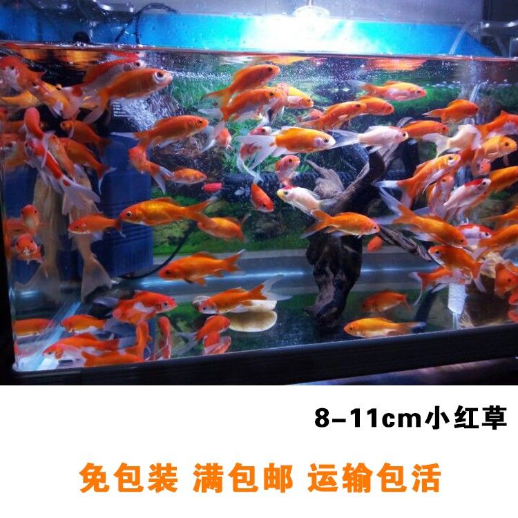 龍魚多少水溫合適養(yǎng)魚苗 龍魚百科