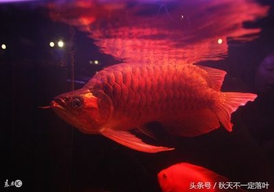 紅龍魚象征什么意思 龍魚百科