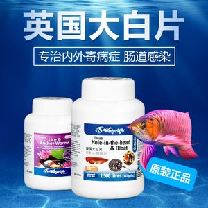 紅龍魚能喂豬肉嗎怎么喂的 龍魚百科