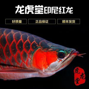 紅金龍魚怎么生小魚