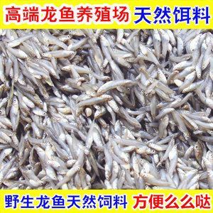 龍魚的飼料虎魚吃嗎怎么喂好養(yǎng) 龍魚百科