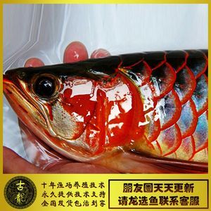 金龍魚值錢還是紅龍魚值錢呢