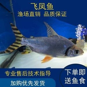 鳳魚和龍魚可以混養(yǎng)嗎