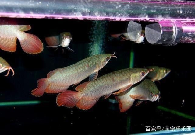 龍魚(yú)多大開(kāi)始繁殖 龍魚(yú)百科