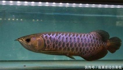 龍魚(yú)病癥與治療方法有哪些