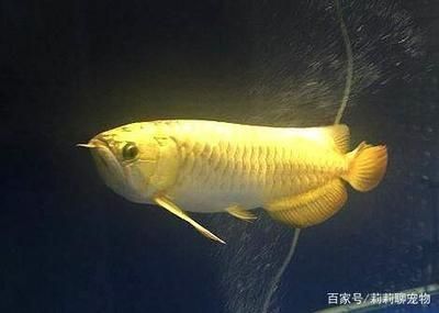 60公分金龍魚(yú) 龍魚(yú)百科