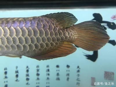 古典龍魚多大能看到珠鱗