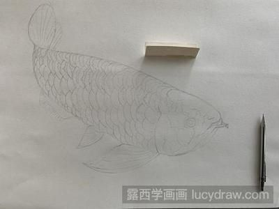 龍魚吃什么上色快