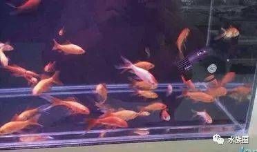 給龍魚喂食草金怎樣消毒殺菌呢 龍魚百科