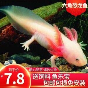 龍魚吃錦鯉飼料嗎會(huì)死嗎 龍魚百科