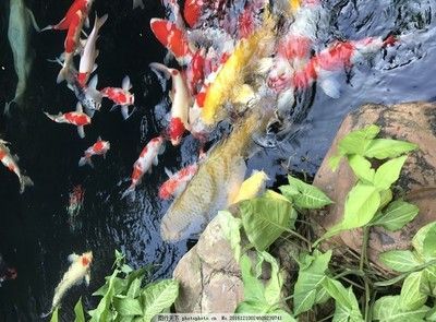 錦鯉能跟金龍魚養(yǎng)一個池嗎 龍魚百科