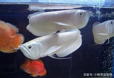 家里養(yǎng)龍魚有什么好處和壞處 龍魚百科