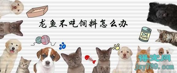 龍魚吃飼料利弊有哪些方面的問題和解決