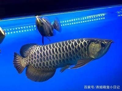 古典龍魚和金龍魚區(qū)別 龍魚百科