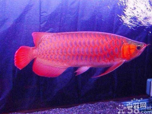 金龍紅龍魚