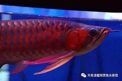 龍魚的燈晚上需要關了嗎為什么 龍魚百科