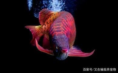 紅龍魚(yú)鎮(zhèn)宅 龍魚(yú)百科