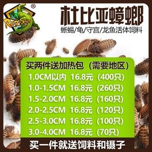 龍魚多少度要加溫了才能繁殖 龍魚百科