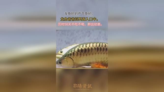 龍魚不張嘴不吃東西怎么回事 龍魚百科