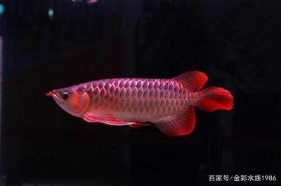 龍魚常見品種