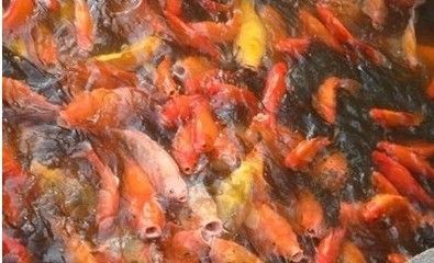 紅龍魚換水后不吃東西