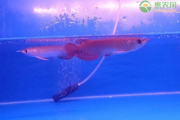 龍魚(yú)的飼養(yǎng)條件有哪些 龍魚(yú)百科