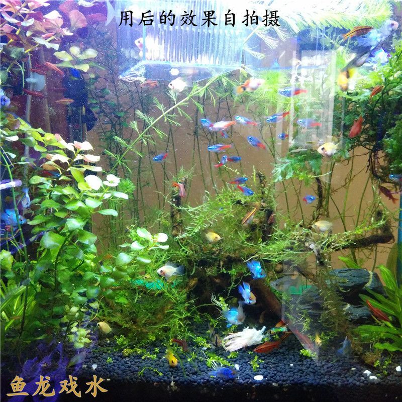 叫什么龍的觀賞魚 龍魚百科