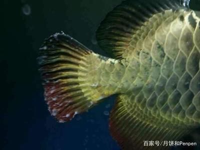 龍魚得水霉病是什么癥狀呢怎么治療 龍魚百科