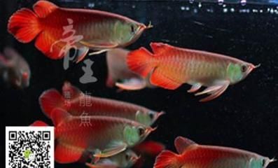 紅龍魚十大魚場排名榜