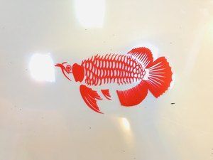 龍魚(yú)背景紙什么顏色好