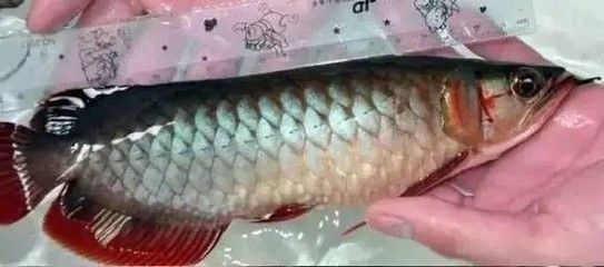 龍魚的魚鰭腐爛 龍魚百科