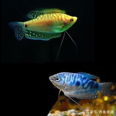 觀賞魚龍魚種類及名稱大全