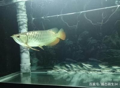 龍魚掉眼會(huì)怎么樣嗎 龍魚百科