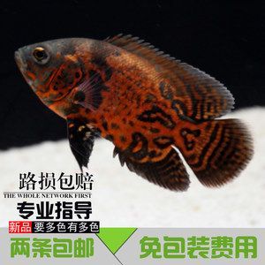 觀賞魚金龍魚能吃嗎有毒嗎 龍魚百科